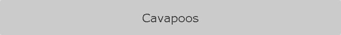 Cavapoos